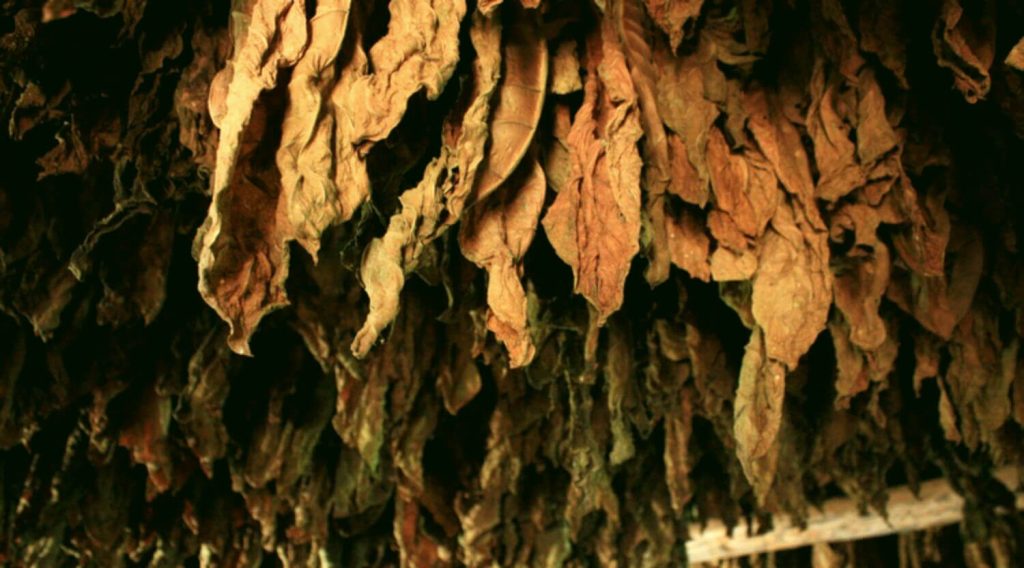 Witness the meticulous air-curing process as tobacco farmers meticulously preserve the essence of dark tobacco leaves.